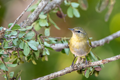 Leiothlypis peregrina