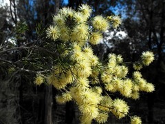 Melaleuca nodosa