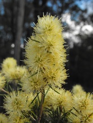 Melaleuca nodosa