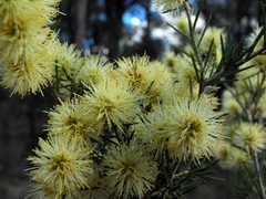 Melaleuca nodosa