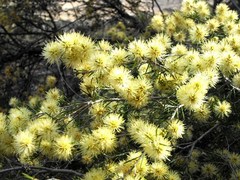 Melaleuca nodosa