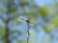Dythemis velox