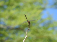 Dythemis velox