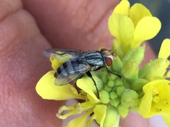Diptera