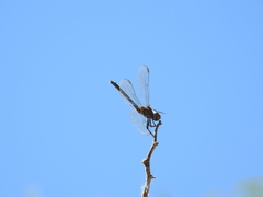 Dythemis velox