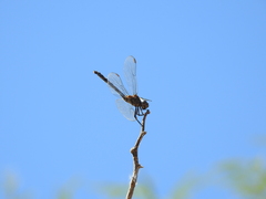 Dythemis velox