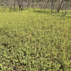Ludwigia peploides montevidensis