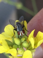 Diptera