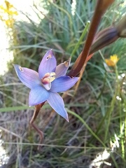 Thelymitra formosa