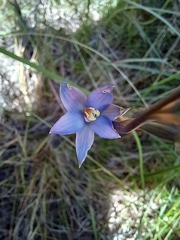 Thelymitra formosa