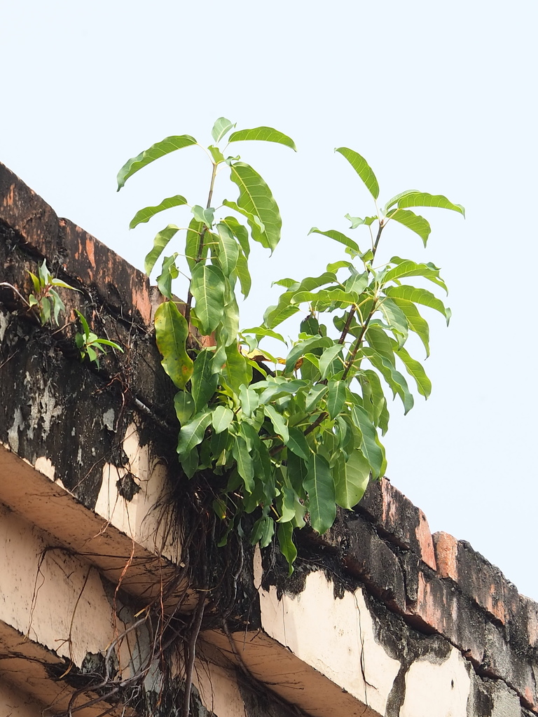 Ficus subpisocarpa, 台灣高雄市鼓山區高雄