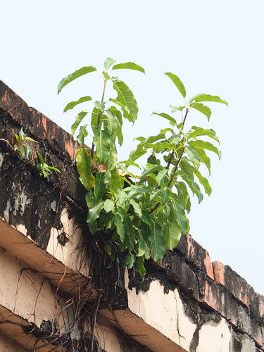 Ficus subpisocarpa