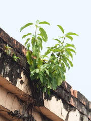 Ficus subpisocarpa (Ficus subpisocarpa)