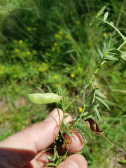 Vicia monantha