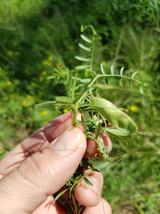 Vicia monantha