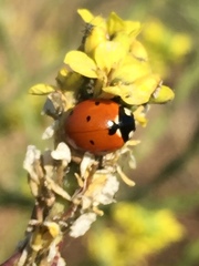 Coccinella septempunctata