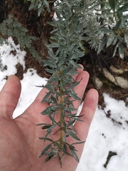 Adenocarpus hispanicus argyrophyllus