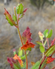 Gonocarpus urceolatus