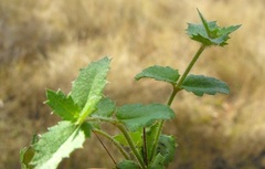 Gonocarpus urceolatus