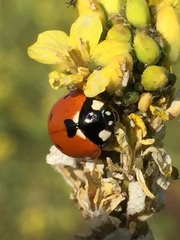 Coccinella septempunctata