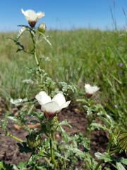 Hibiscus tridactylites