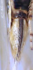 Cicadula