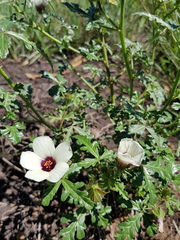 Hibiscus tridactylites