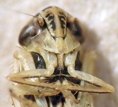 Cicadula