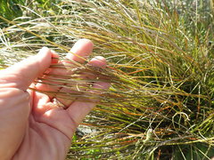 Carex testacea