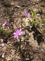 Phlox pilosa pilosa