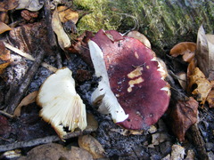 Russula vinacea