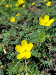 Tribulus micrococcus