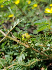 Tribulus micrococcus