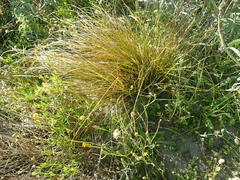 Carex testacea