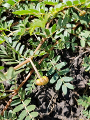 Tribulus micrococcus