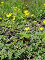 Tribulus micrococcus