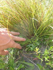 Carex testacea