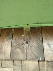 Nephilingis borbonica