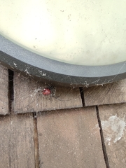 Nephilingis borbonica