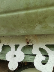 Nephilingis borbonica