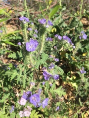 Phacelia