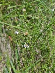 Vittadinia pterochaeta