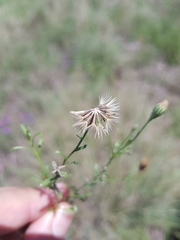 Vittadinia pterochaeta