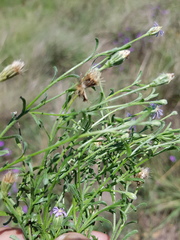 Vittadinia pterochaeta