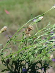 Vittadinia pterochaeta