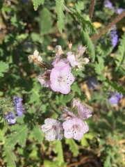 Phacelia