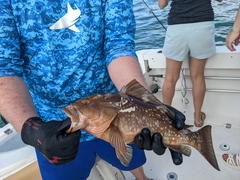 Epinephelus morio