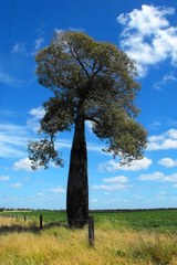 Brachychiton rupestris