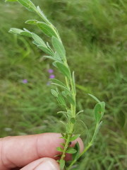 Pimelea curviflora