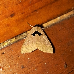 Anoba trigonoides